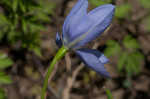 Prairie pleatleaf